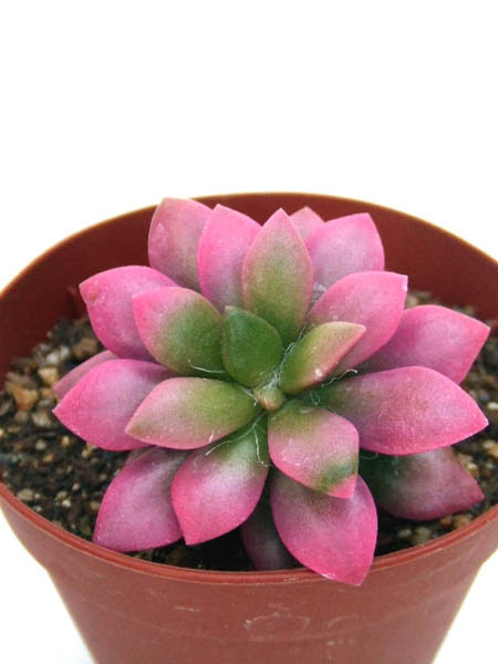 紅葉が美しい品種一覧