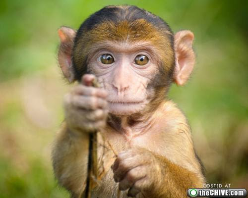 gambar binatang lucu monyet GambarGambar co gambar binatang lucu monyet GambarGambar co