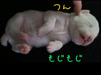 うらやましい 生まれたての犬の赤ちゃんを撫でたりつついたり 動画 らばq