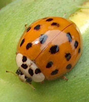 Asian Beetles How To Kill And Get Rid Of Asian Beetles Bugs