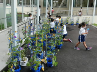 たくさんの朝顔が咲き始めました 三木市立平田小学校