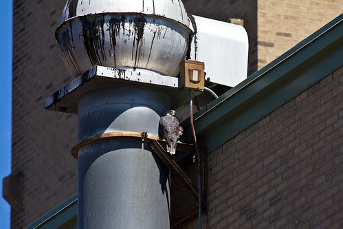 "Waters" the Peregrine Falcon