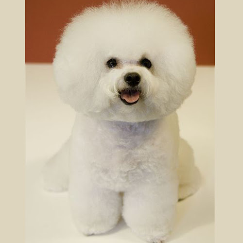 間違えた 怒っている こんにちは 犬 白 ふわふわ Energetic Therapy Net