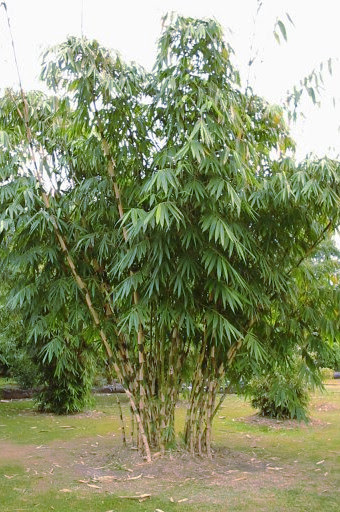 Gigantochloa manggong Bamboo Land Nursery QLD Australia Gigantochloa manggong Bamboo Land Nursery QLD Australia