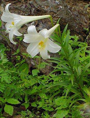 ユリ ゆり 百合 の花言葉 花言葉事典