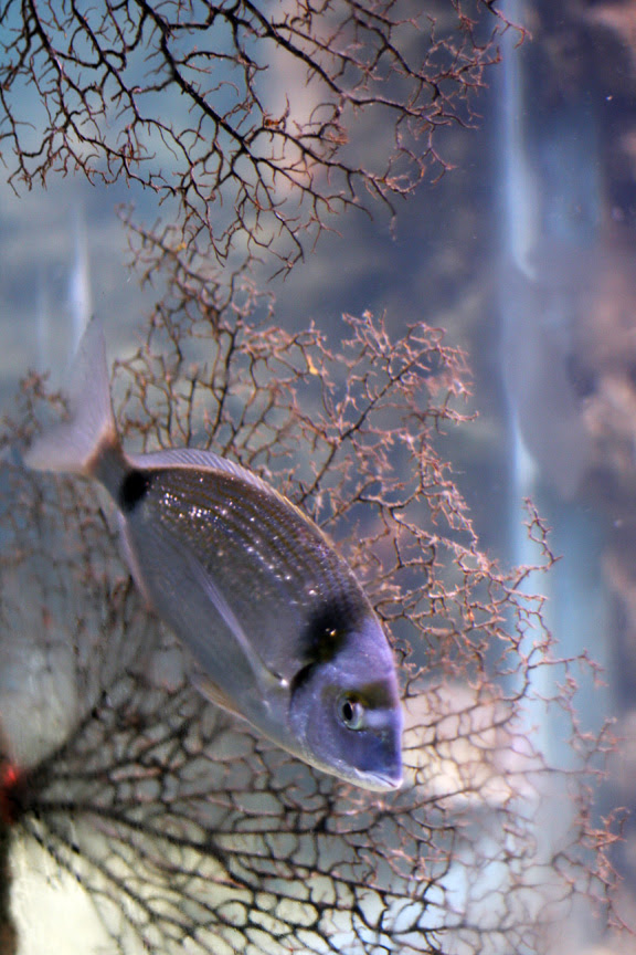 aquarium