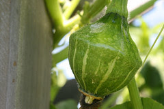 squash 038