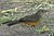 Rufiventris2.JPG