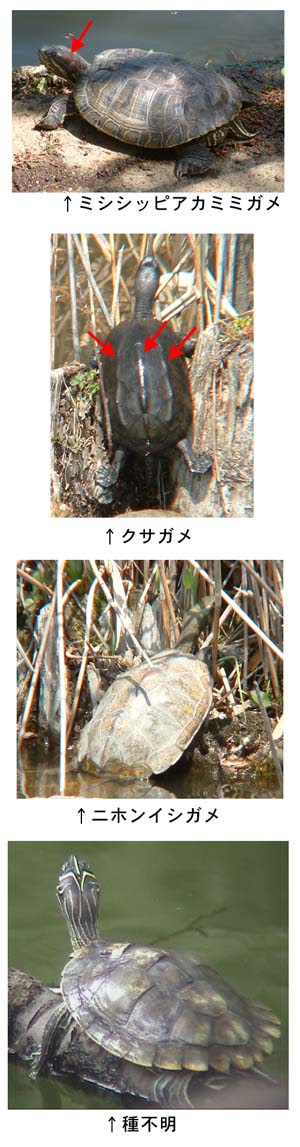 いきもの通信 Vol 171 今日の観察 カメを観察してみよう その1どんな種類がいるか調べる