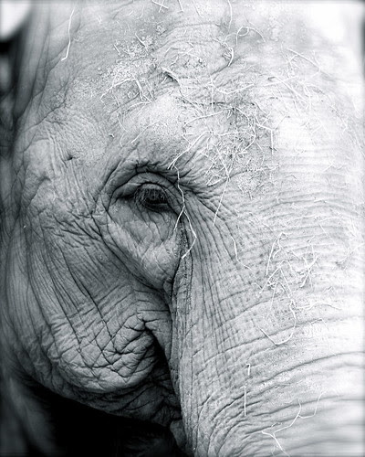 black and white elephant pictures