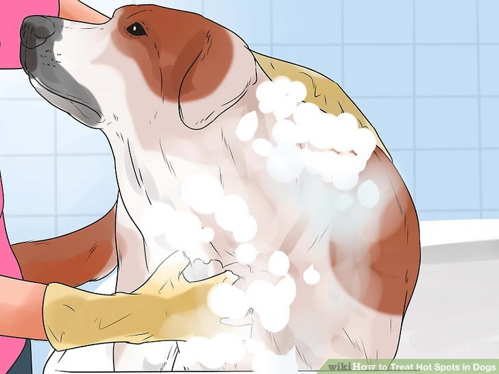 Treat Hot Spots in Dogs Step 8.jpg