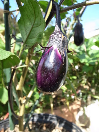 秋ナスの育て方 更新剪定 7月 ８月の切り戻し作業 暇人主婦の家庭菜園 楽天ブログ