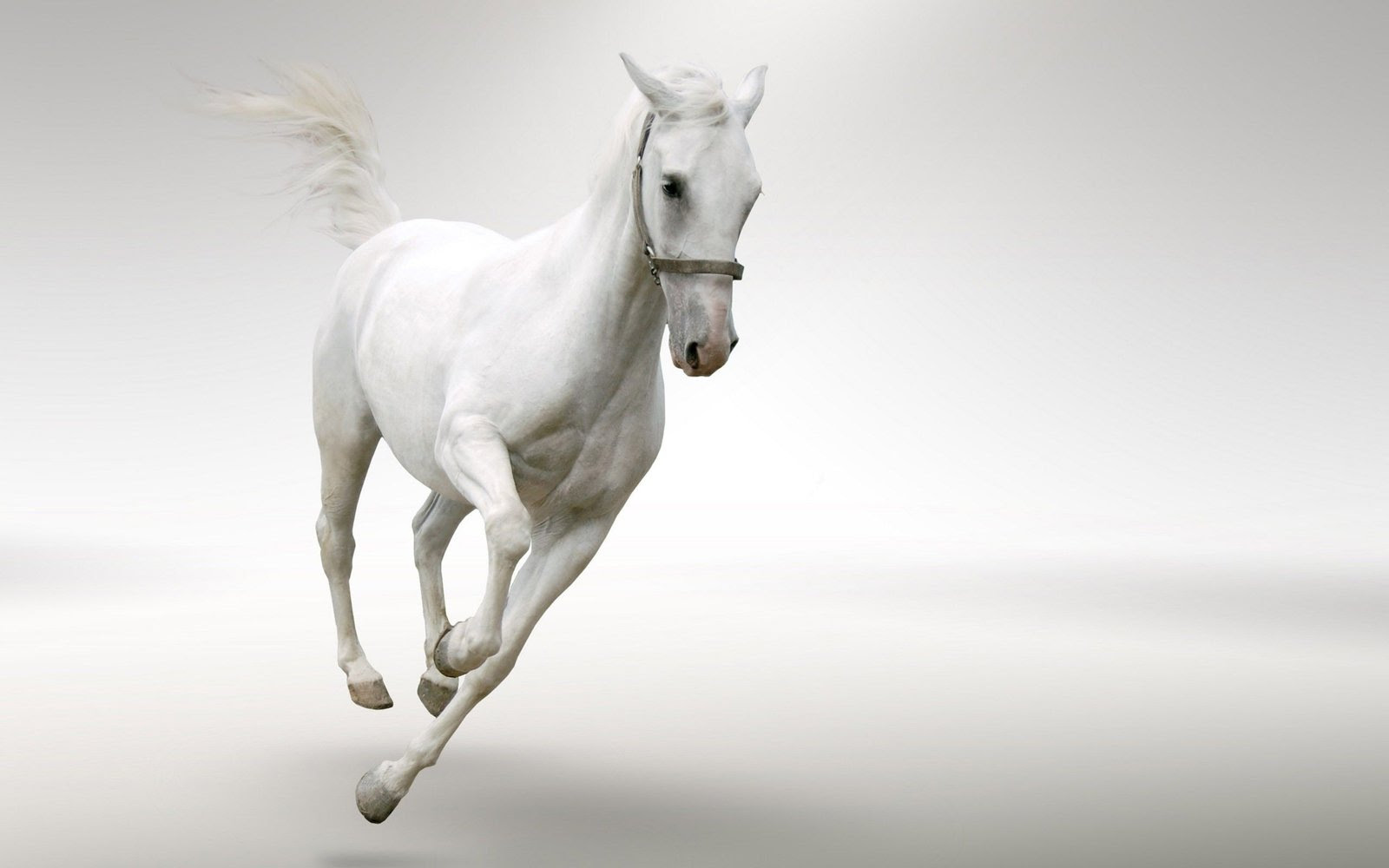White Horse Running Desktop Wallpaper Hd : Wallpapers13.com