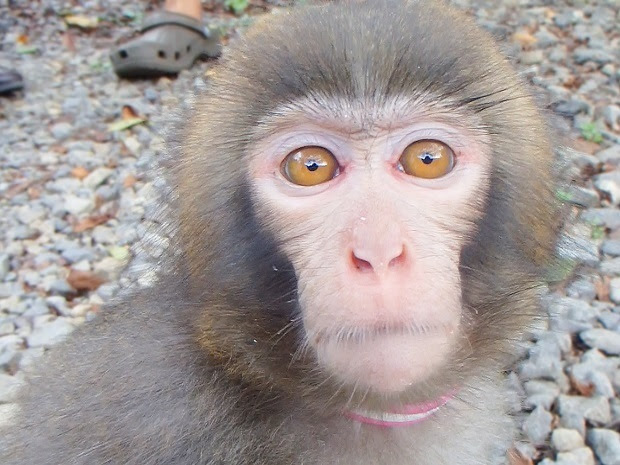 かわいいお猿 おにぎり編 週末おでかけmap