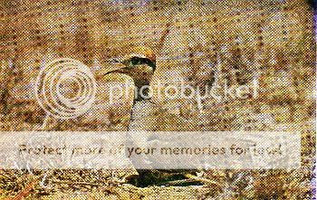 Pg9-5, TEMMINCK'S COURSER