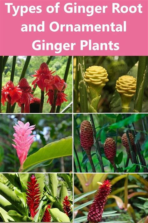 The good news is if you learn to do . Types of Ginger Root and Ornamental Ginger Plants | Ginger