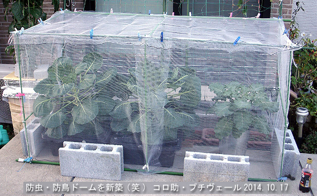 コロ助の新居完成 トマトは大剪定 水耕野菜生活 イイネ