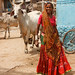 Patan Woman with Cows