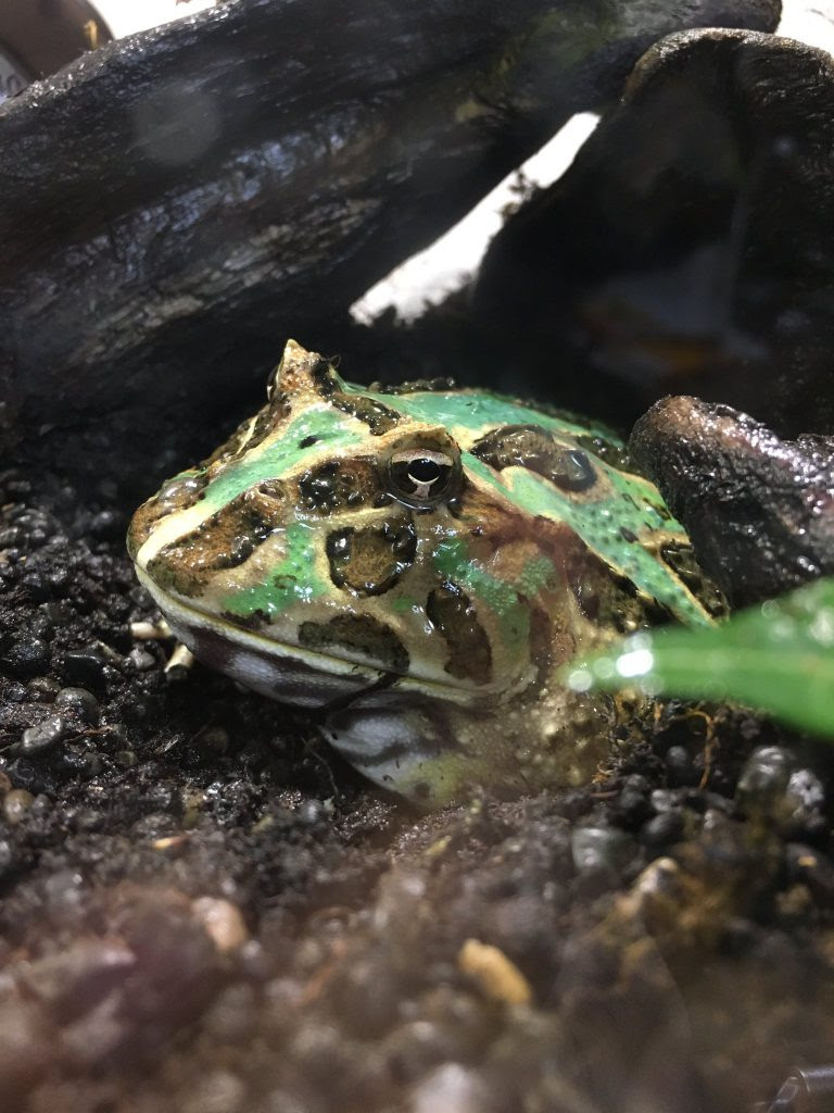 特集 カエルの飼い方 Repbuddy