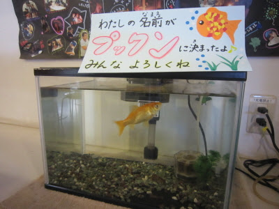 金魚の名前が決定 Jpg