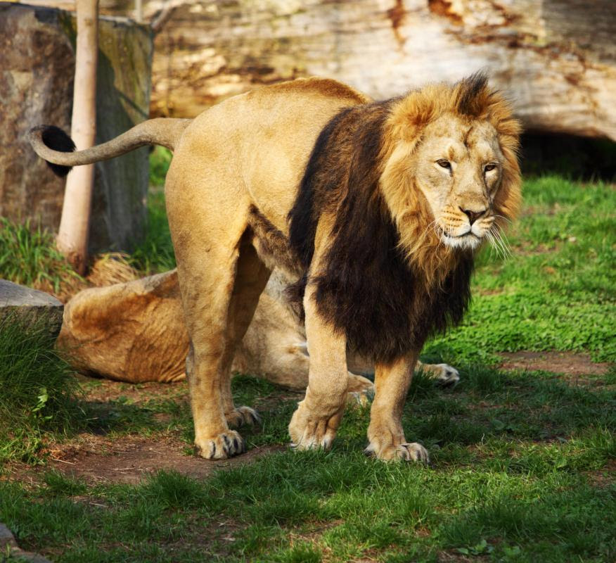 Blank Park Zoo 36574 | ZBSOURCE