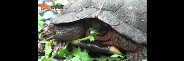 Decor Terrarium Tortue De Terre