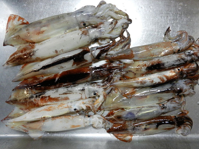K S Fishing Blog