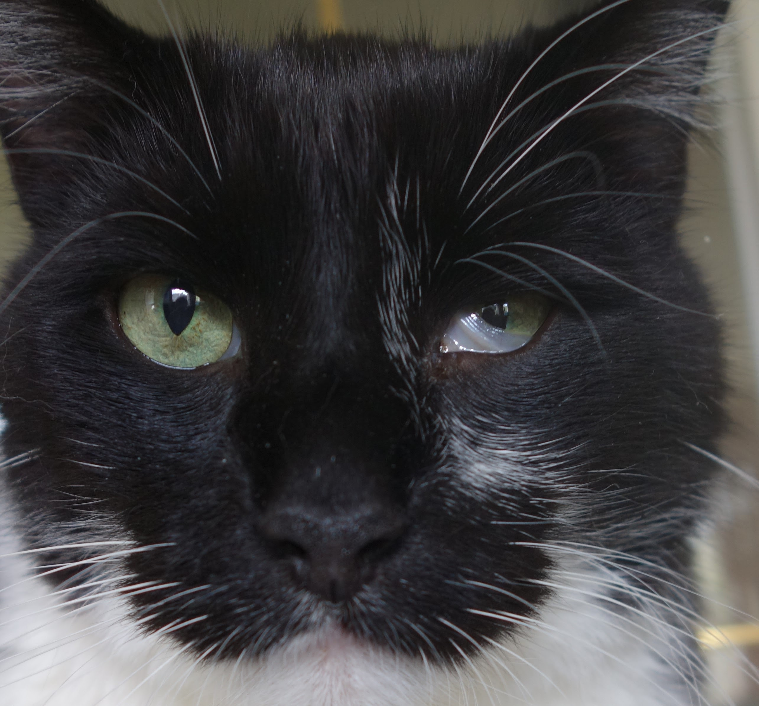 La Troisieme Paupiere Chez Le Chat Est Ce Grave Docteur Michel De Bruxelles