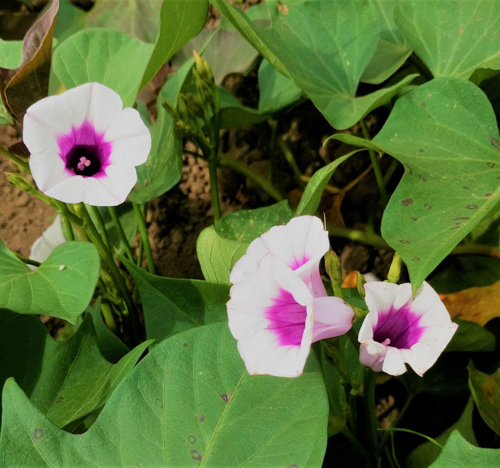 夏さつまいもの花 Kamosの星芋 ほしいも リピーター続出 カモスのあま い星芋 茨城県笠間市