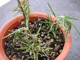 ローズマリー挿し木失敗 サファイアンデイズ