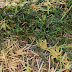 Common Central Texas Weeds / Texans will soon be permitted to carry handguns without a license, with governor greg abbott state senators also introduced a measure requiring the texas department of public safety to offer a free online gun safety course, in line with calls from other policing groups for residents to receive training.