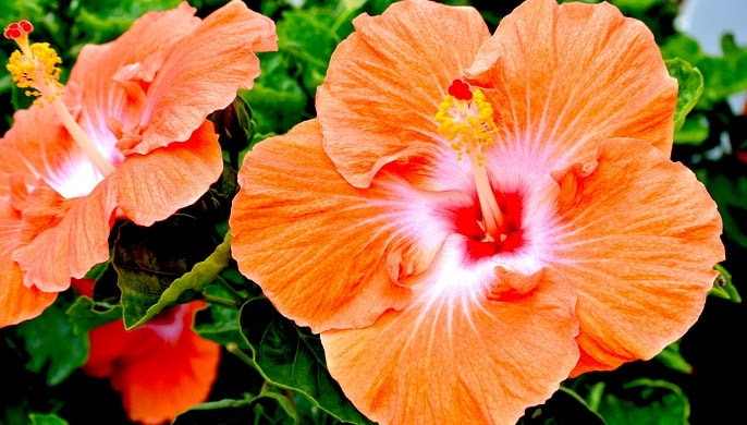ハイビスカスの花言葉の意味 赤やピンクなど色別で11個紹介 花言葉マップ