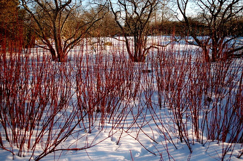 Red twigs, snow