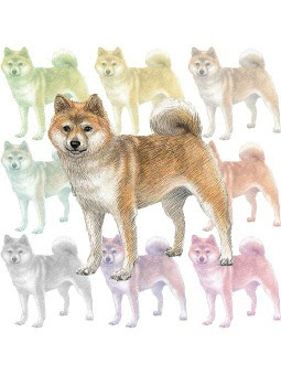 柴犬 豆柴 しばいぬ まめしば のイラスト 条件付フリー素材集