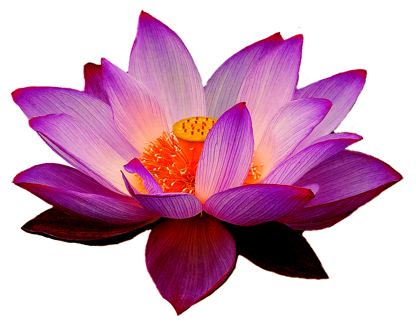 Lotus flower PNG