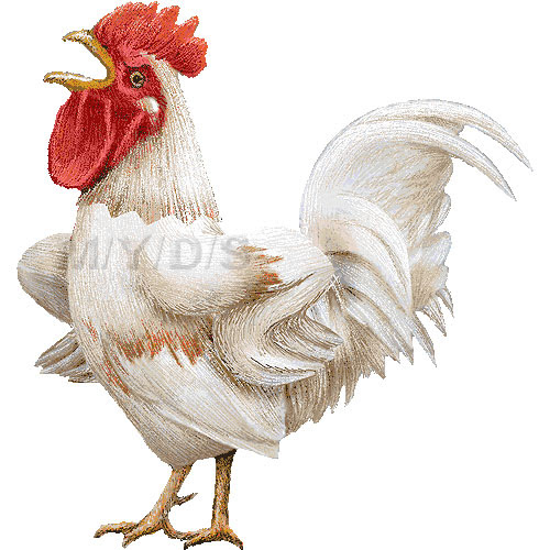 年賀用イラスト 酉年 とりどし 鶏のイラスト 条件付フリー素材集