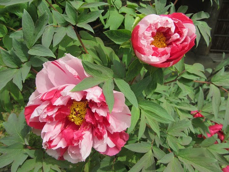 七十二候は 牡丹華 ぼたんはなさく に 花の頃の短い牡丹は ホントに今を逃せない見ごろ 4 30 旧4 5 丁亥