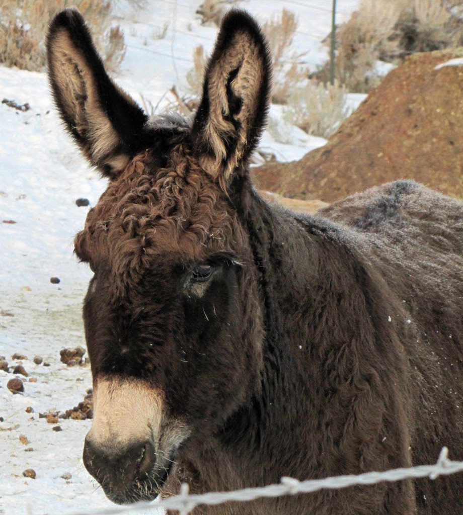 Long Ears