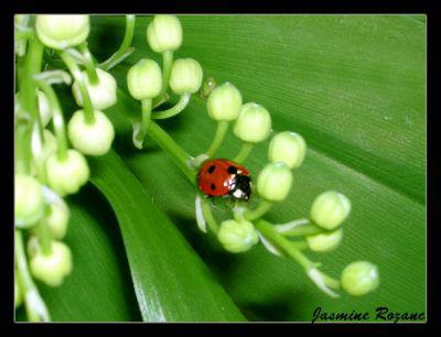 Coccinelle