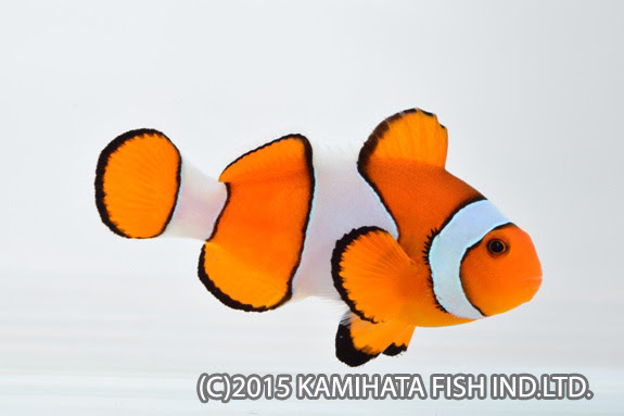 地域別 カクレクマノミ 神畑養魚株式会社