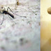 mosquito y pomo primaverales.
