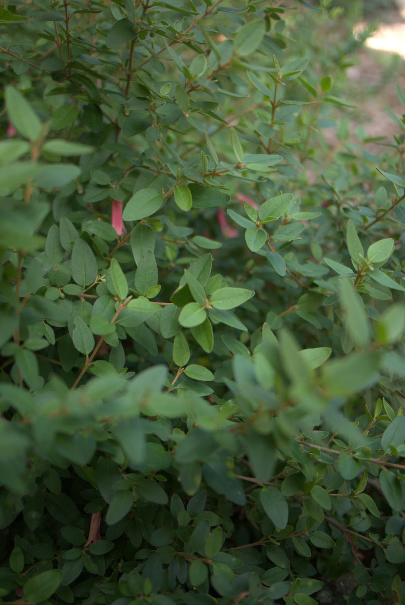 Low growing shrub: Correa 'Dusky Bells' - Mallee Design