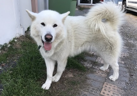 真っ白のアラスカンマラミュート ハスキー犬 オーストラリア ゴールドコースト の主婦生活