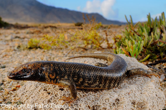 Trachylepis cristinae, a newly described skink that is only found on Abd Al Kuri Island. Photo by: Fabio Pupin.