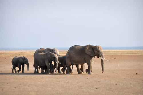 ElephantFamilyWalk