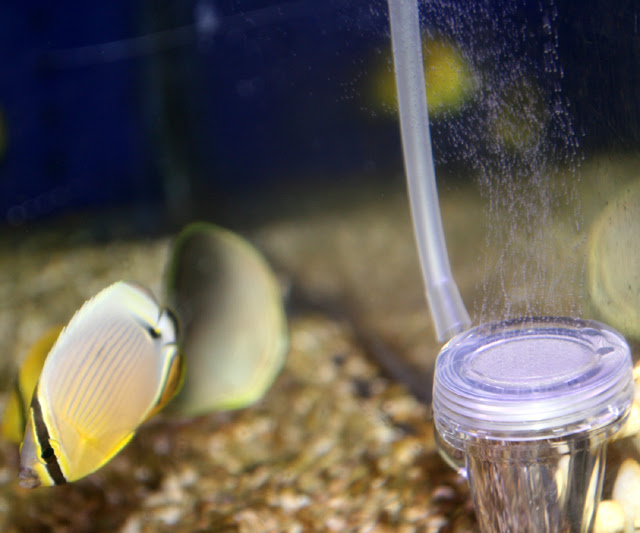 マイクロナノバブラー オリジナル商品 海水魚のパイオニア 日海センター 日海フィッシュコム