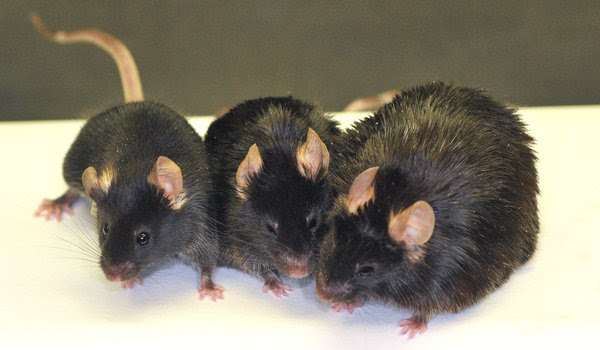 national institute on aging articles