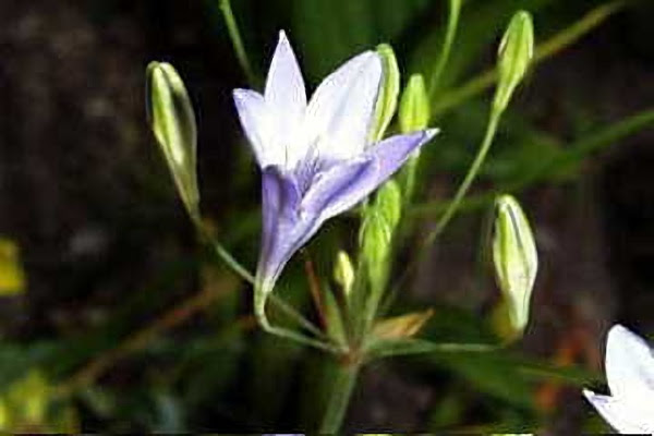 ７月２日 ブローディア Brodiaea ３６６日への旅 誕生花編 今日は誕生花