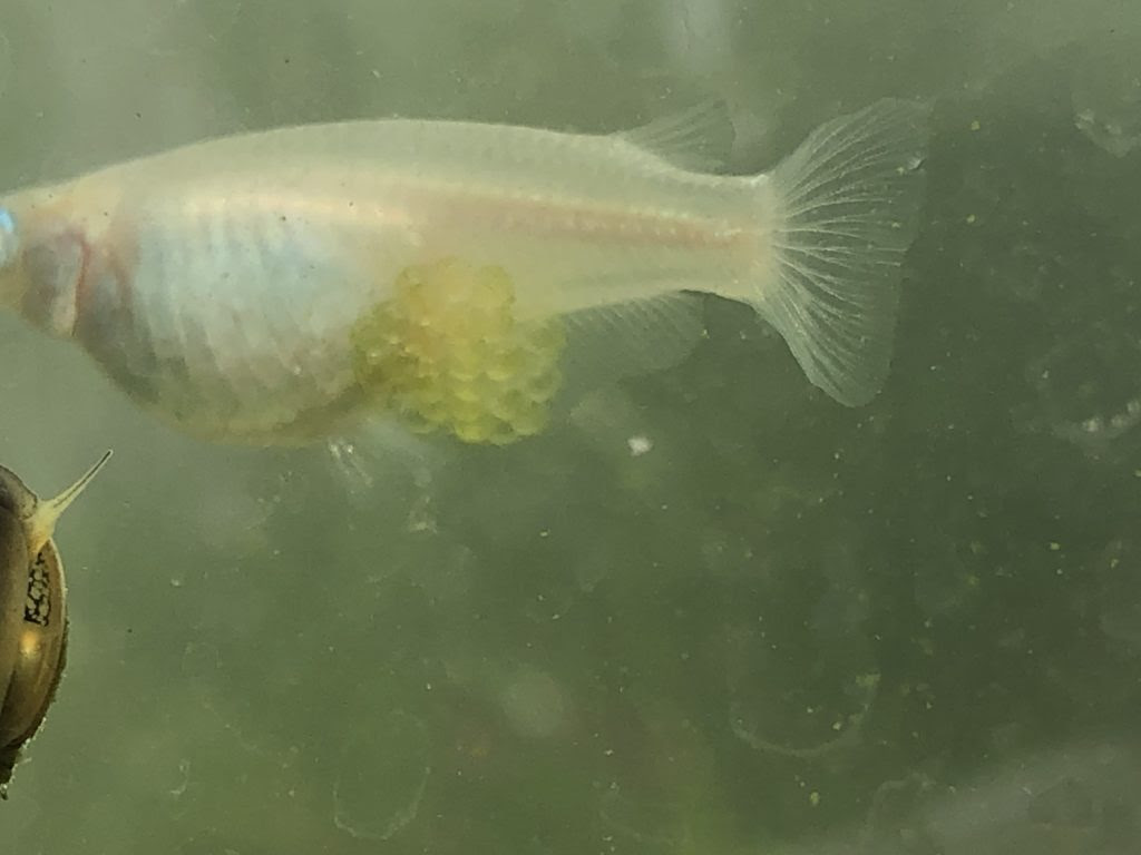 メダカを増やす 繁殖
