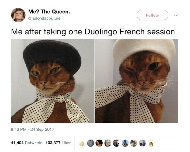 Just Some Hilarious Cat Tweets To Look At In Bed Before You Drop Your Phone On Your Face